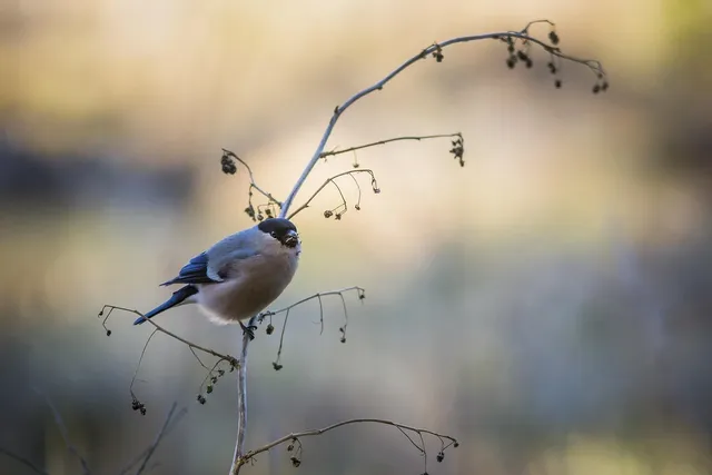 WILDLIFE