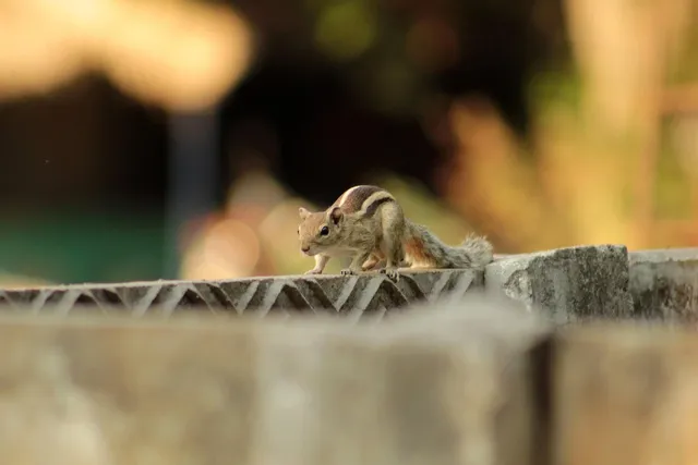 WILDLIFE