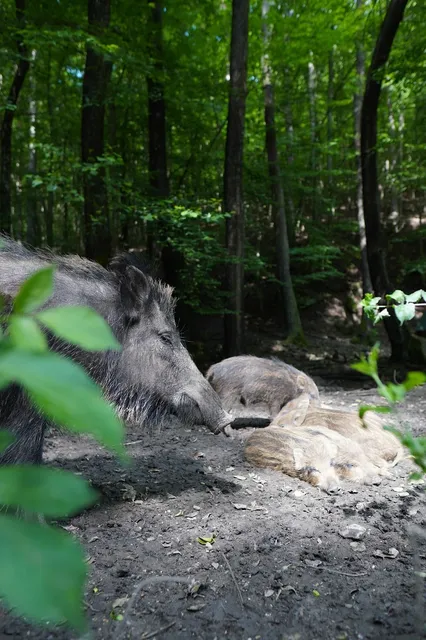 WILDSCHWEINE