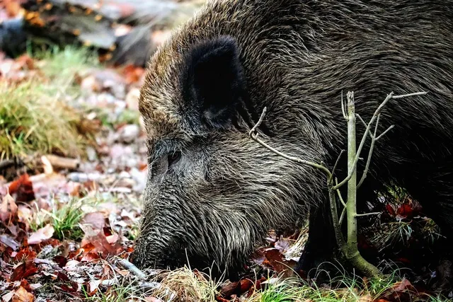 WILDSCHWEINE